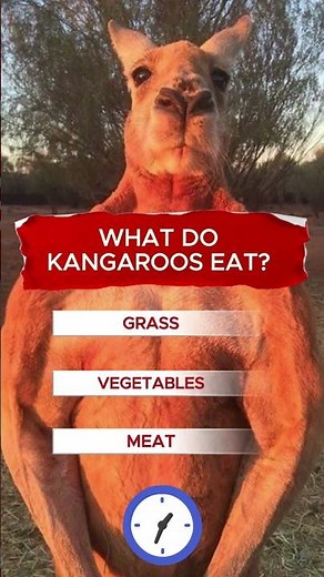 WHAT DO KANGAROOS EAT?