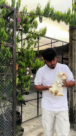ornof & pets (@ornofpets)’s videos with original sound - 🤴_সাইফ_🤴