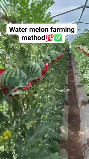 Water melon farming method #pakwan #watermelon #farmingmethod #fruits | Things around blogs