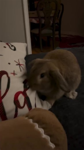 Really 🙃#hollandlop #bunny #cutebunny #cute #funny #silly #baby #bnuuy #rabbit #adorable #babyboy #chubbybunny #chubby