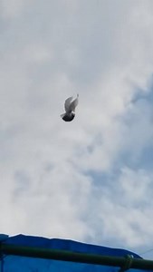 Our Roller Pigeons are so.......... Güvercinler Azerbaycan,Baku Pigeon from Azerbaijan,Baku Бакинские бойные голуби | Pigeons Azerbaijan,Baku