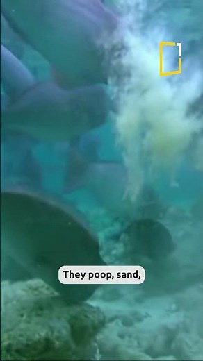 What if I told you… this fish creates sandy beaches? Meet the Parrot Fish