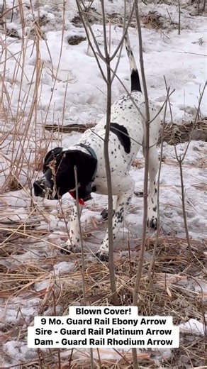 9 Mo. American-bred English Pointer on Point. Guard Rail Ebony Arrow. RockDove.com