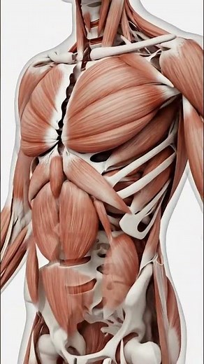 Hyper-Realistic 3D Anatomy of the Human Back | Strongest Muscle Groups Explained #facts #body #human