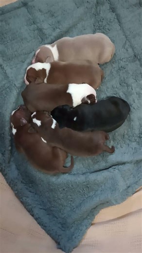 Puppies just turned a week old🔥🔥🔥🔥 #mayday#bolio#gamedogs