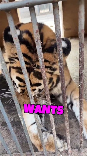 Storytime I Tried to Write a Rom-Com #short #BigCats #Tiger