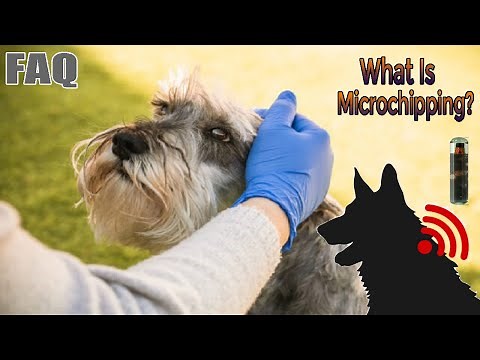 Dog Microchipping: Pros and Cons
