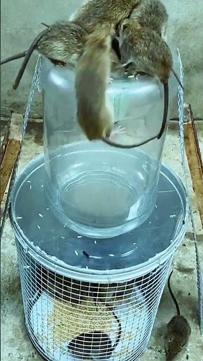 How to make effective mouse trap works every time #mousetrap #diy #mouse #rat 7