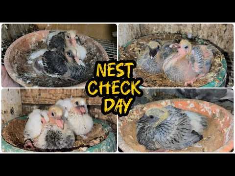 Inside the Pigeon Loft During Breeding Season