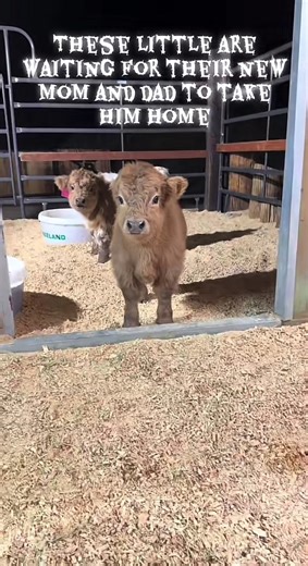 Some of our best micro miniature calves!! they are patiently waiting for their new mommy and daddy to take them home!! #godisgood #farmlife #cow #minicow #highlandcow
