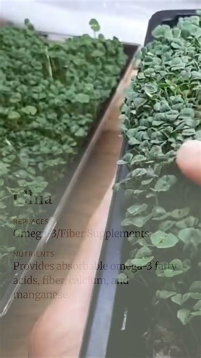 Chia Microgreens