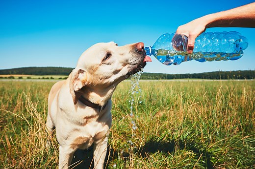Heatstroke in Dogs: Signs, Treatment, and Prevention | PetMD