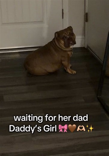 Daddy's Favorite Girl: The Adorable Bond with English Bulldogs
