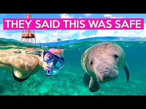 Bucket List Experience: Swimming with Wild Manatees in Florida!