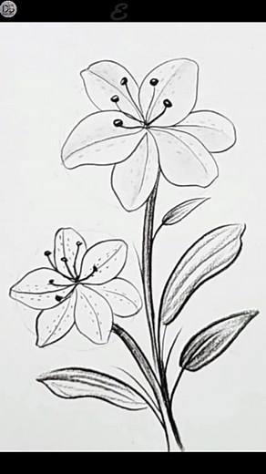 459K views · 7.3K reactions | Easy Drawing Flower | Lily #drawing #pencilsketch | Drawing Book | Facebook