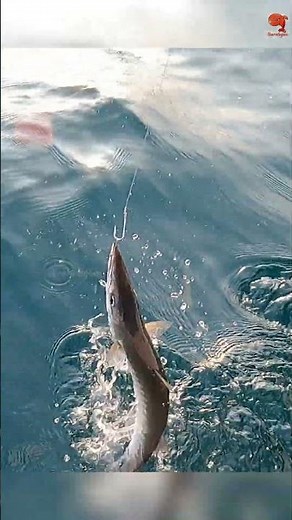 Sea Fish Catching Videos #fishing #fishingvideos #fishingtime