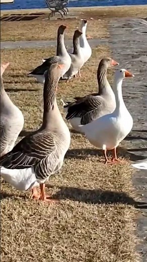 Oche e Anatre, Angera sul lago Maggiore.#nature #anatre #oche.