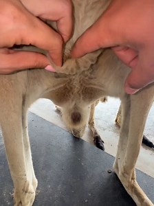 Inilah Cara Bayi Kangguru Masuk Ke Dalam Kantong Induknya #animals #wildlife #kanguru