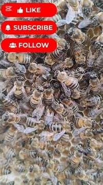 Nature's Masterpiece: The Hidden World of Honeybees! 🐝#Honeybees #Beekeeping #NatureLovers #Wildlife