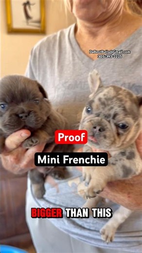 Mini Blue Merle Frenchie vs Fluffy. Which one would u take home?