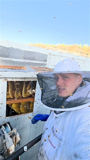 24K views · 348 reactions | I performed a live bee removal at a...