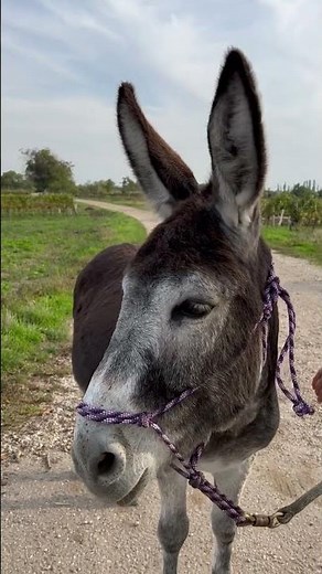 Meet the Donkey with the Biggest Head and Ears in the World 😊 #shorts