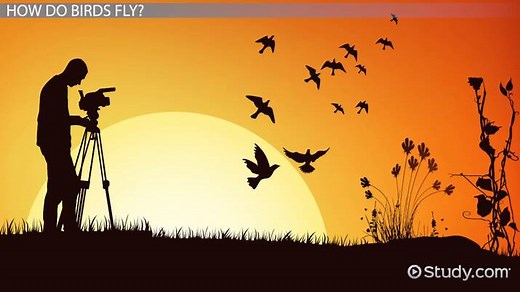 How Do Birds Fly? - Lesson for Kids