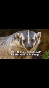 2.1K views · 31 reactions | Best to leave them to their badgery ways....