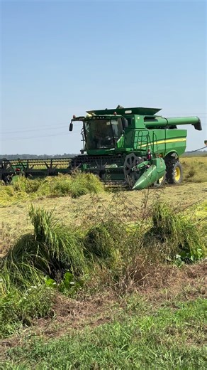 Celebrating all things sake today! At Isbell Farms and @cypresscreekmilling we grow the king of sake rice, Yamada Nishiki, as well as Omachi, Gohyakumangoku and Wataribune. We also offer our single strain, southern medium grain, sake making option! We are thankful for the many brewers that we work with. Each and every one of you are amazing! You take our rice and make it into something incredibly delicious! Happy World Sake Day, Y’all from all of us here at Isbell Farms. #isbellfarms #rice #arka
