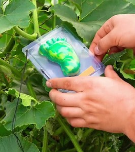 52K views · 341 reactions | Innovative Gardening Techniques You Must Try | 5-Minute Crafts UK | Facebook