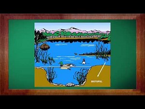 Biologie Clasa a 8-a Lectia: Biotopul si biocenoza partea 1