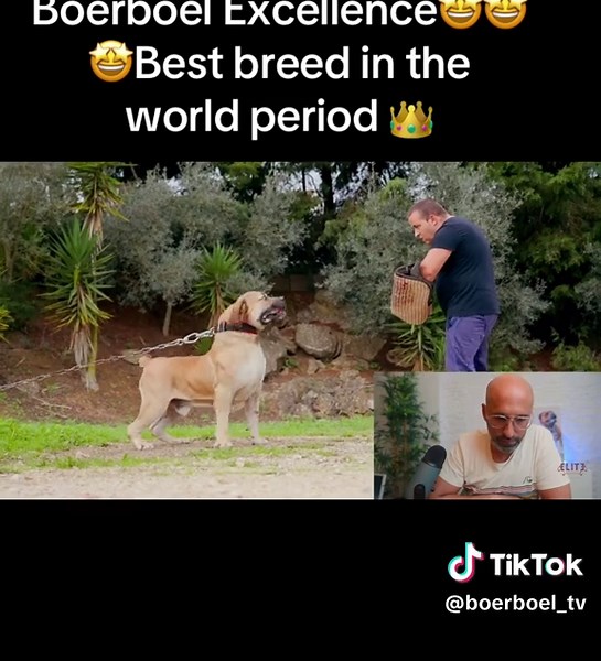Why Boerboels Are the Ultimate Family Protection Dogs