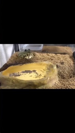 Frog Timelapse || #frog #frogs #frogcore #edit