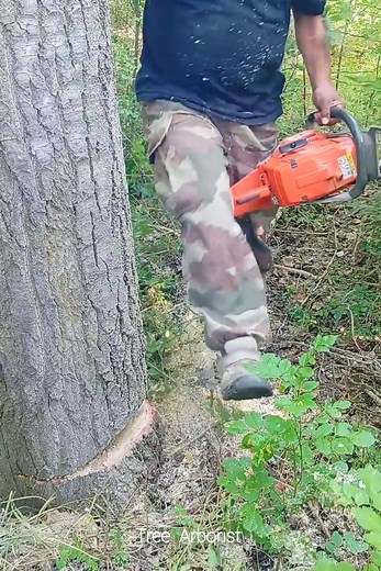 Professional? | Tree Arborist