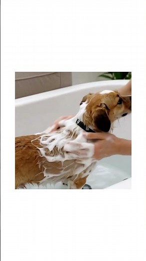 ANIMOLOGY DERMA DOG SHAMPOO 250ML #short