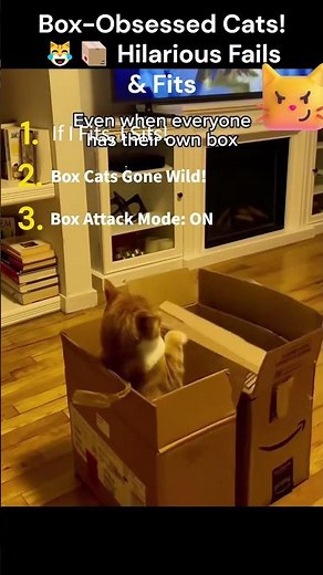 Box-Obsessed Cats! 😹📦 Hilarious Fails & Fits