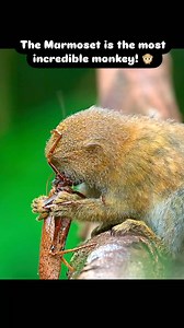 2M views · 10K reactions | #marmoset #fyp #nature #wildlife | Animals Z | Facebook