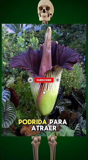 La FLOR que HUELE a CADÁVER 🥀🦴