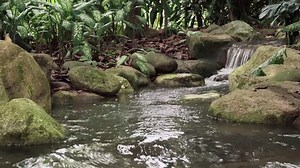 Tropical Jungle Waterfall Botanic Gardens Stock Footage Video (100% Royalty-free) 19732966 | Shutterstock