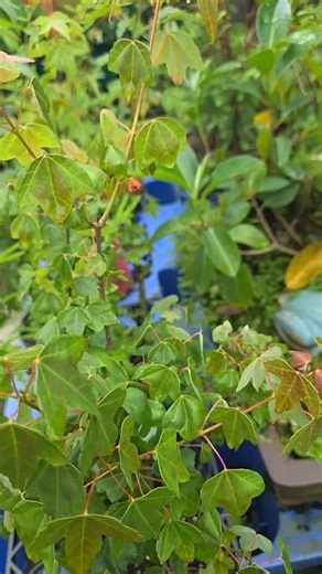 Templex Nursery on Reels