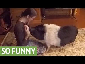 Pig displays array of tricks to musical commands