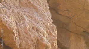 Trumpeter finch on rock in dead sea Desert spring, Dead Sea, otctober 2020 Israel