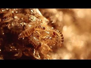 Freshly hatched larvae (triungula) of the blister beetle Sitaris muralis close up