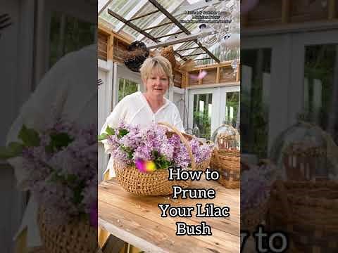 How to Prune A Lilac Bush