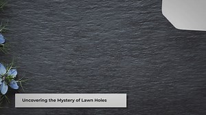 Dealing with Small Holes in Your Lawn: A Comprehensive Guide