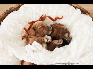 Windy Ridge Puppies Cockapoo Puppies at 2 weeks old