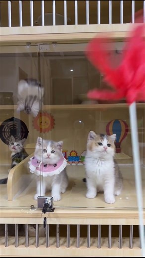 Kitten with Pink Ruff Chases Feather Toy! 🐱💕