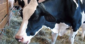Wisconsin bills target milk, meat and dairy labeling