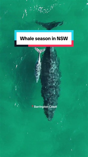 One of NSW's greatest seasonal spectacles! 🐋 Every winter, humpback whales migrate along our coast, making it one of the best times of year to spot them from coastal lookouts or on a whale-watching tour. Some of the best spots to see them: 🐋 @Barrington Coast. 🐋 Cook Island Nature Reserve, @The Tweed. 🐋 Anna Bay, @Port Stephens. Where's your favourite place to go whale watching in NSW? 🐋 All footage was captured in accordance with the safe whale approach zones. Boats must maintain a minimum