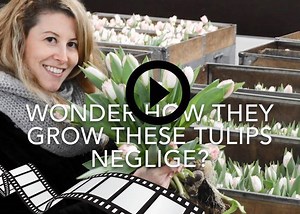 2.8K views · 78 reactions | Do you know how many weeks it takes Triflor - Specialists in Tulips to grow a tulip? Watch and find out! | Hilverda De Boer | Facebook